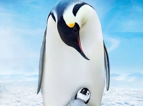 جوجه برفی : داستان یک پنگوئن